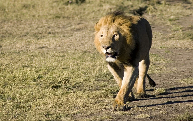 an african lion walking across the savanna, african lion, africa, lions, lion, predators, savanna, wild animals, fauna, animals