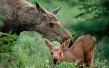 A female moose with her calf in the thicket of the forest