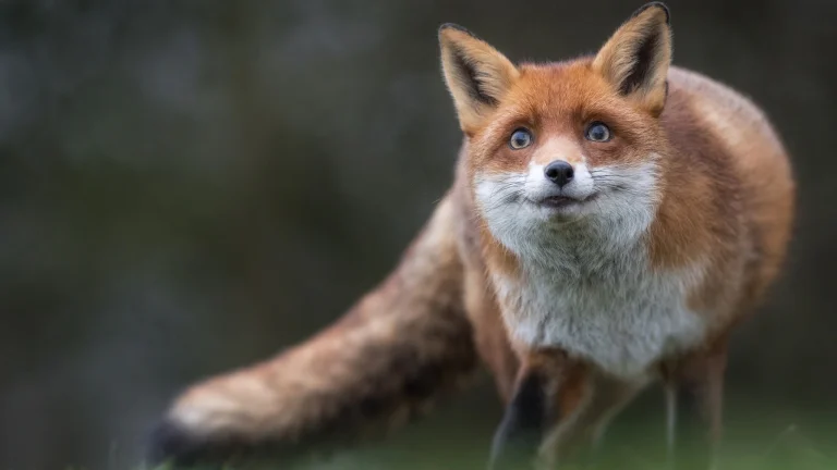 red fox, foxes, wild animals, fauna, animals