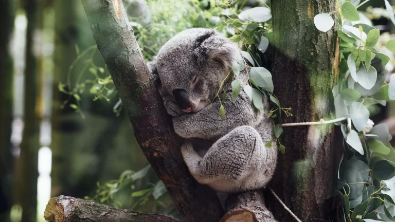 a sleeping koala in an eucalyptus grove in australia, koala, australia, koalas, trees, wild animals, fauna, animals