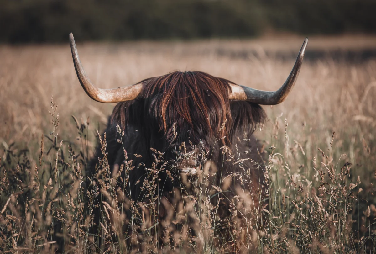 A Scottish Highland bull in dry grass