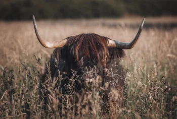 A Scottish Highland bull in dry grass