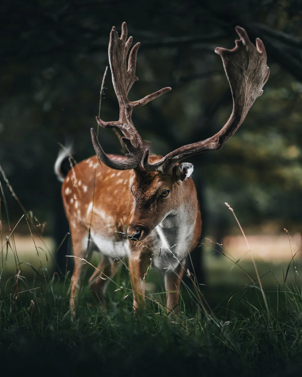 A spotted deer in a shady forest
