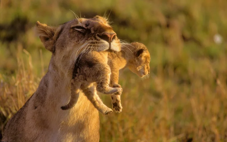 a lioness is carrying her cub, the lioness and the lion cub, africa, lion cubs, lions, lion, predators, savanna, wild animals, fauna, animals