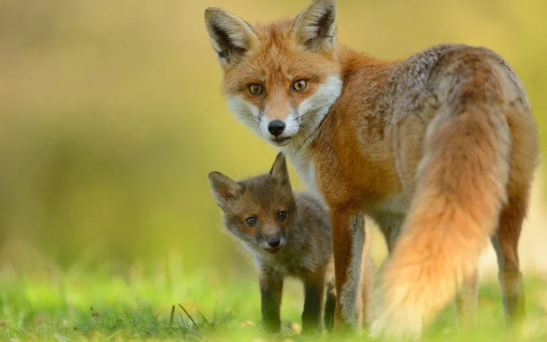a red fox with her cub, red fox, foxes, predators, wild animals, fauna, animals