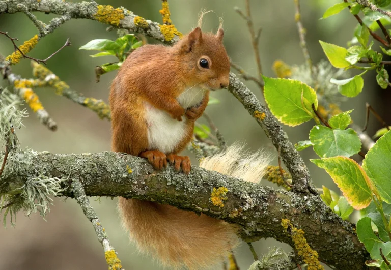 a red squirrel on a branch of an old tree, red squirrel, leaves, foliage, leafage, frondage, proteins, trees, wild animals, fauna, animals