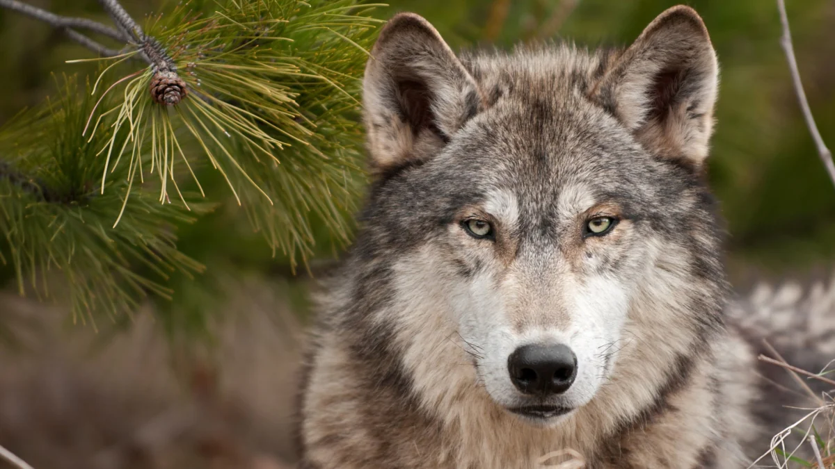 A gray wolf's gaze in a coniferous forest