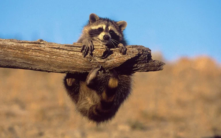 a raccoon on an old log, raccoon, raccoons, wild animals, fauna, animals