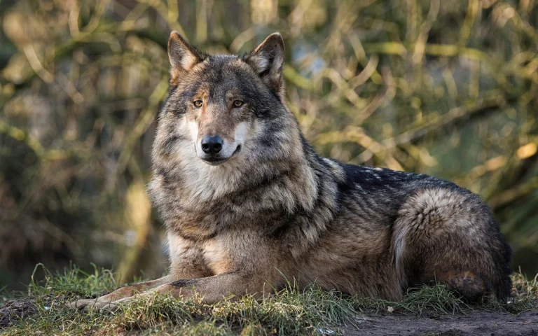 a gray wolf in the thicket of the forest, the gray wolf, predators, wild animals, fauna, wolves, animals