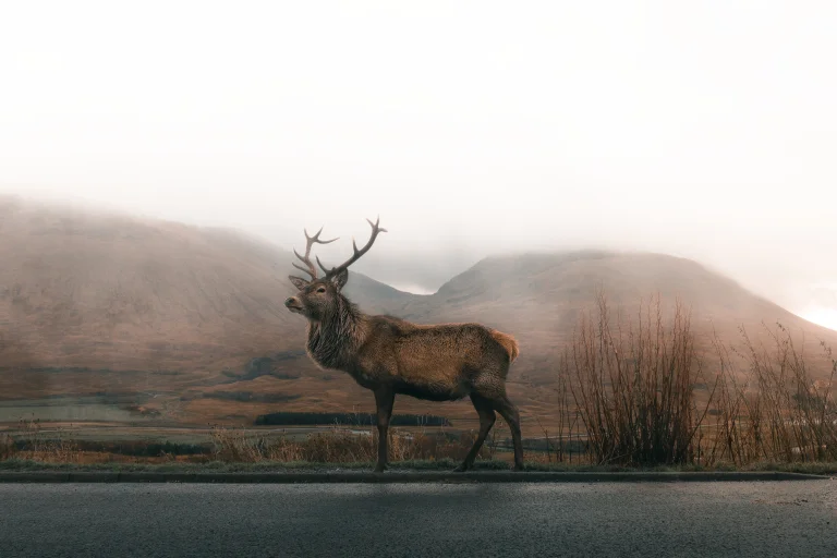 a red deer in the misty mountains of scotland, red deer, deer, fog, horns, mountains, peaks, hills, scotland, wild animals, fauna, animals