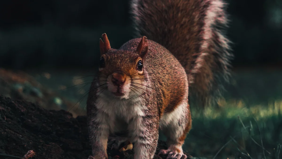 A squirrel at dusk in the thicket