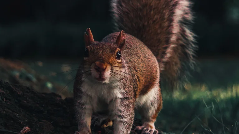 a squirrel at dusk in the thicket of the forest, squirrel, proteins, wild animals, fauna, animals