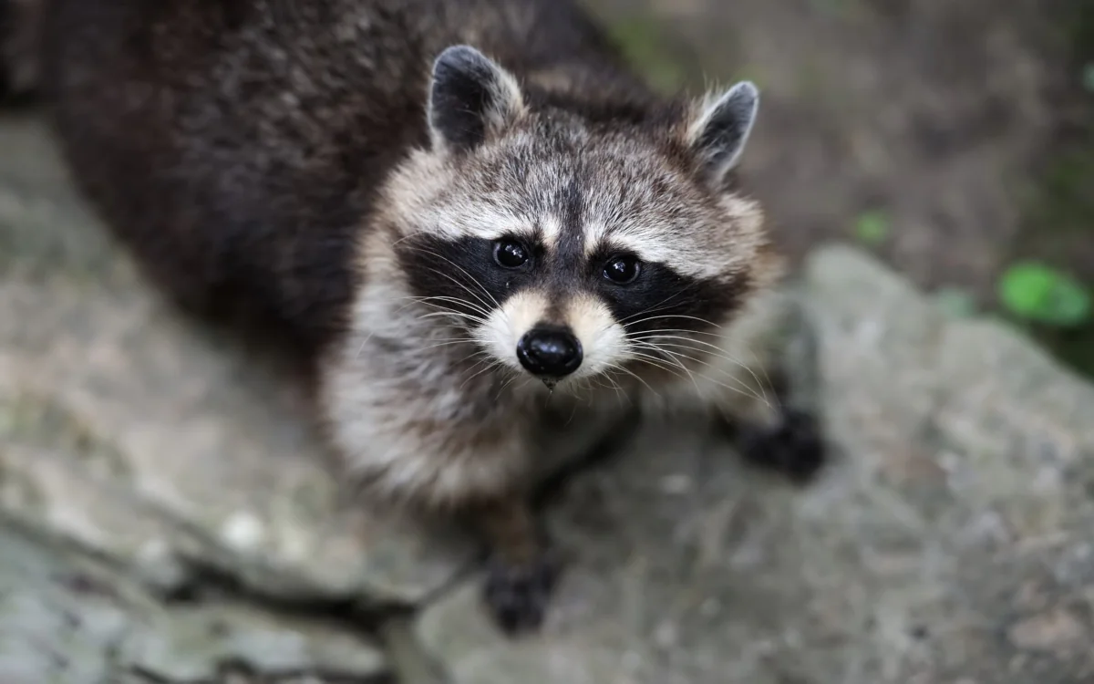 A curious raccoon in its natural habitat