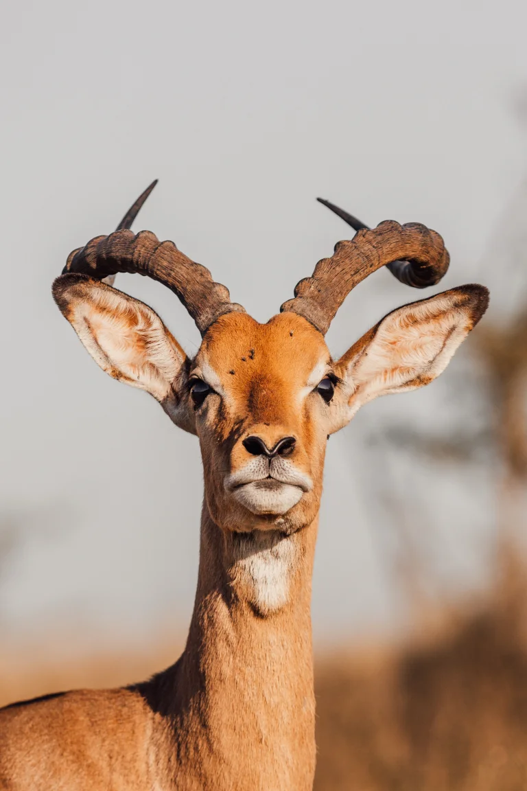 an impala's gaze in the morning sun, impala, antelopes, impalas, savanna, wild animals, fauna, animals