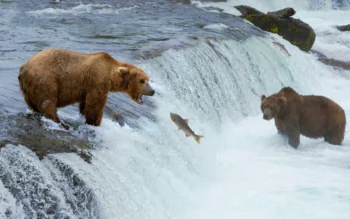 Brown bears hunt salmon near the waterfall
