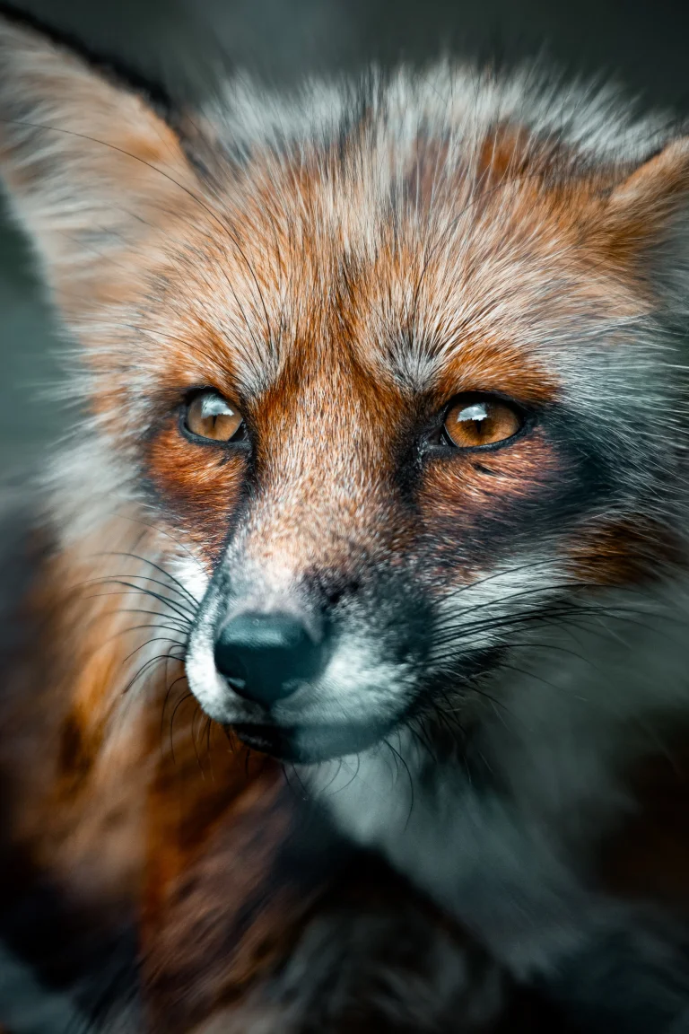 the gaze of a red fox in the thicket of the forest, red fox, foxes, look, views, glance, predators, wild animals, fauna, animals