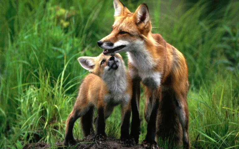 a red fox with her cub in the thick grass, red fox, foxes, herb, herbs, lawns, wild animals, fauna, animals