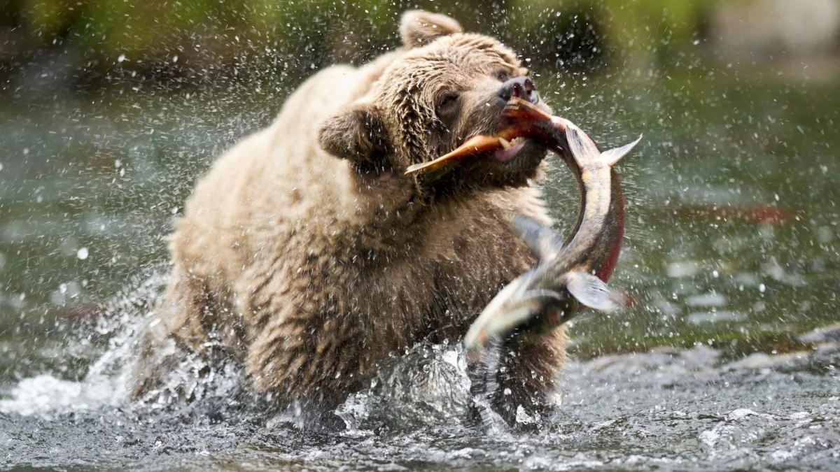 A brown bear hunting salmon in a river