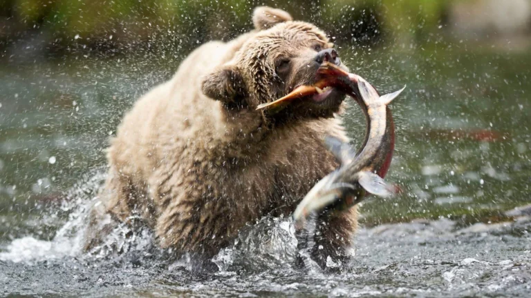 A brown bear hunting salmon in a river
