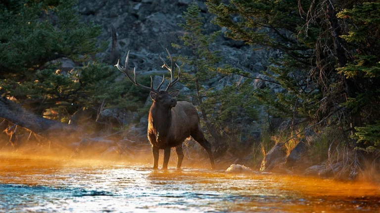 a noble deer in the golden rays of the morning river, red deer, deer, forest, forests, horns, rivers, canals, streams, wild animals, fauna, animals