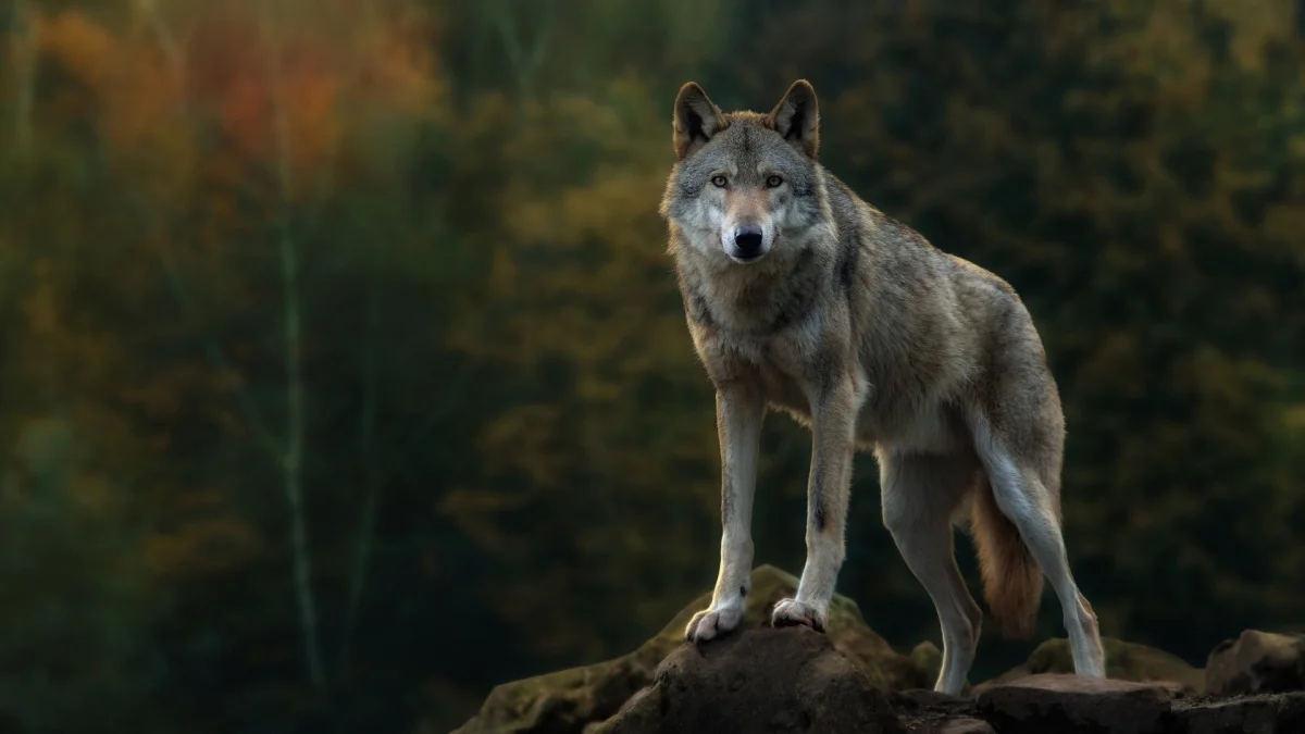A gray wolf at dusk in an autumn forest