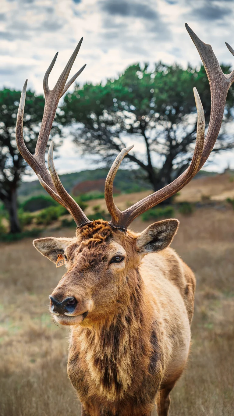 a red deer against a backdrop of trees, red deer, deer, horns, wild animals, fauna, animals