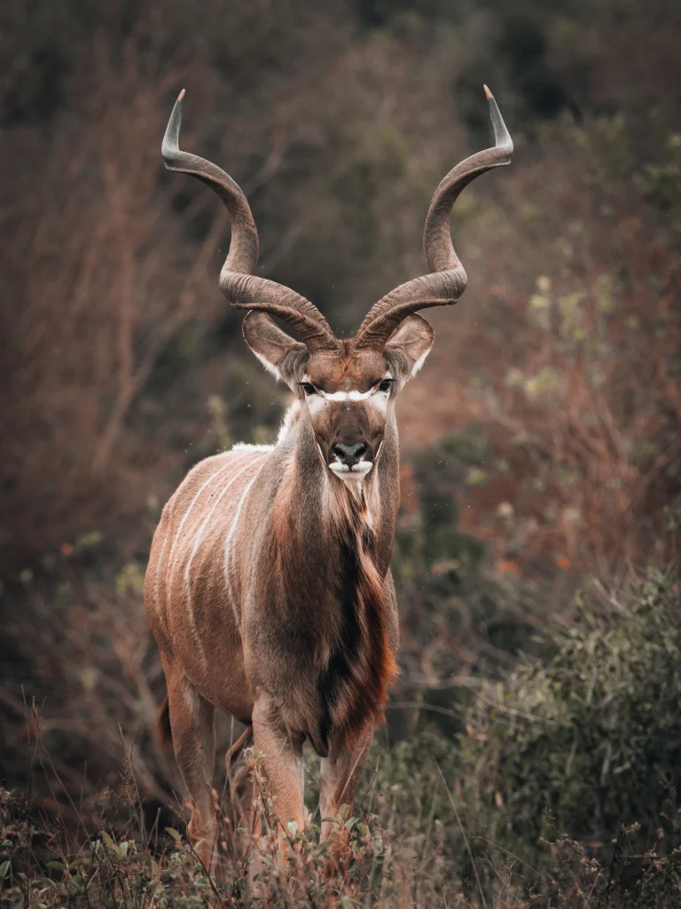 a large kudu on the african savanna, greater kudu, africa, antelopes, savanna, wild animals, fauna, animals