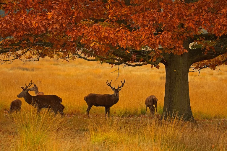 red deer beneath the canopy of an autumn oak tree, red deer, autumn, autumns, deer, herb, herbs, lawns, landscapes, oaks, trees, wild animals, fauna, animals