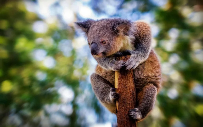 a koala on a eucalyptus branch in an australian forest, koala, australia, koalas, wild animals, fauna, animals