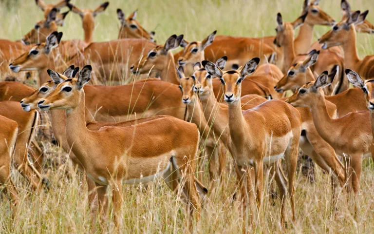 a herd of impalas on the african savanna, a herd of impalas, africa, antelopes, impalas, savanna, wild animals, fauna, animals