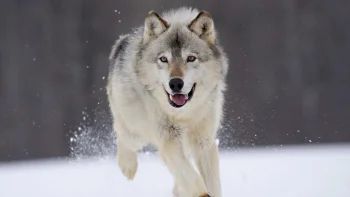 a gray wolf running through the snow, the gray wolf, predators, running, snow, wild animals, fauna, winter, winters, wolves, animals