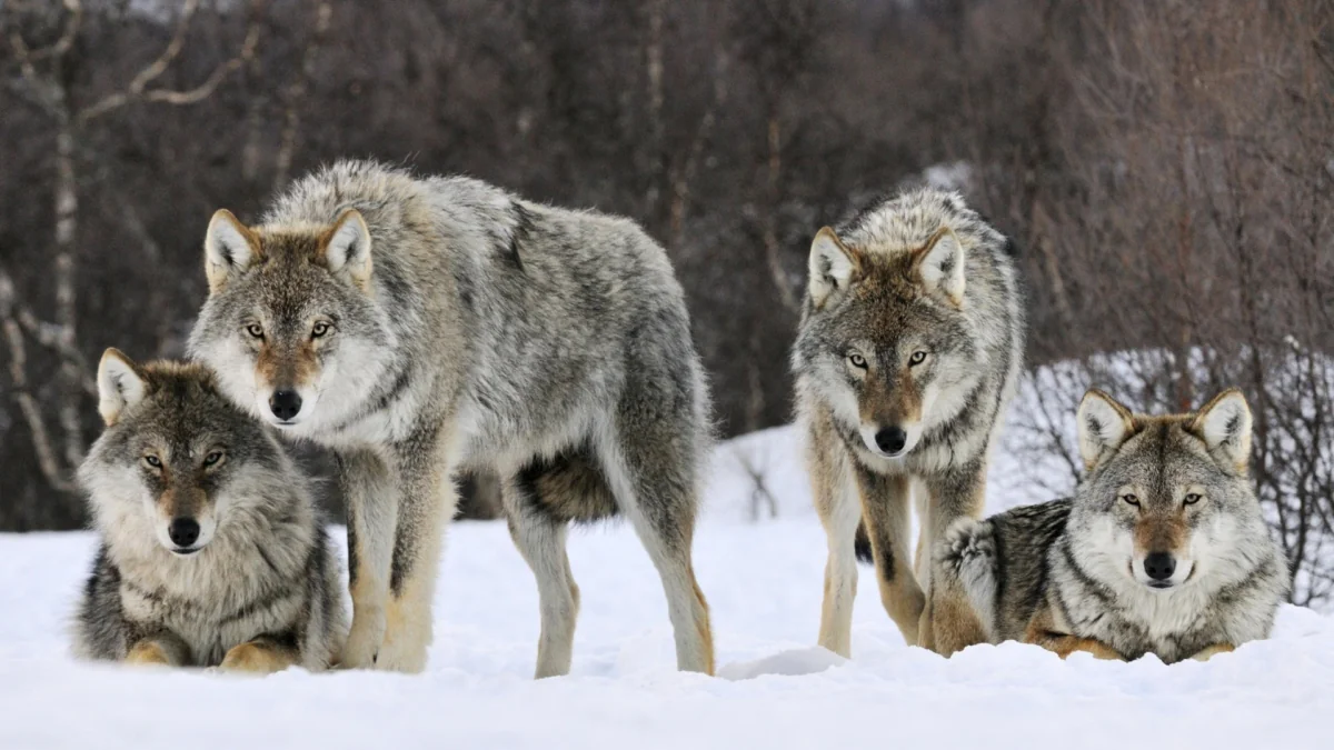A pack of gray wolves in a snow-covered forest