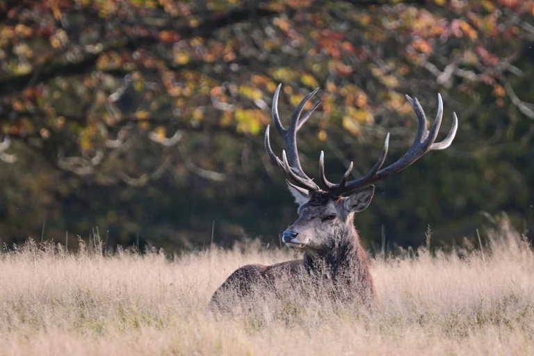 a red deer in the autumn grass, red deer, autumn, autumns, deer, herb, herbs, lawns, horns, wild animals, fauna, animals