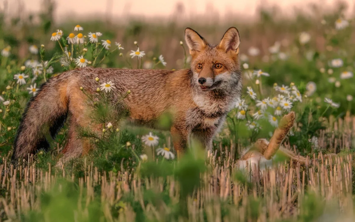 A red fox among blooming daisies