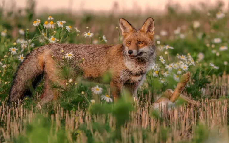 A red fox among blooming daisies