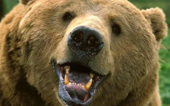 brown bear, bears, canines, predators, wild animals, fauna, animals
