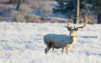 a snow-white doe in a frozen field, deer, horns, wild animals, fauna, winter, winters, animals