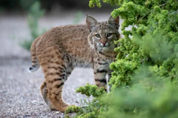 a red lynx in the thicket, red lynx, cats, lynx, predators, shrubs, wild animals, fauna, animals