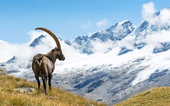An Alpine ibex against the backdrop of the snow-capped peaks of the Alps