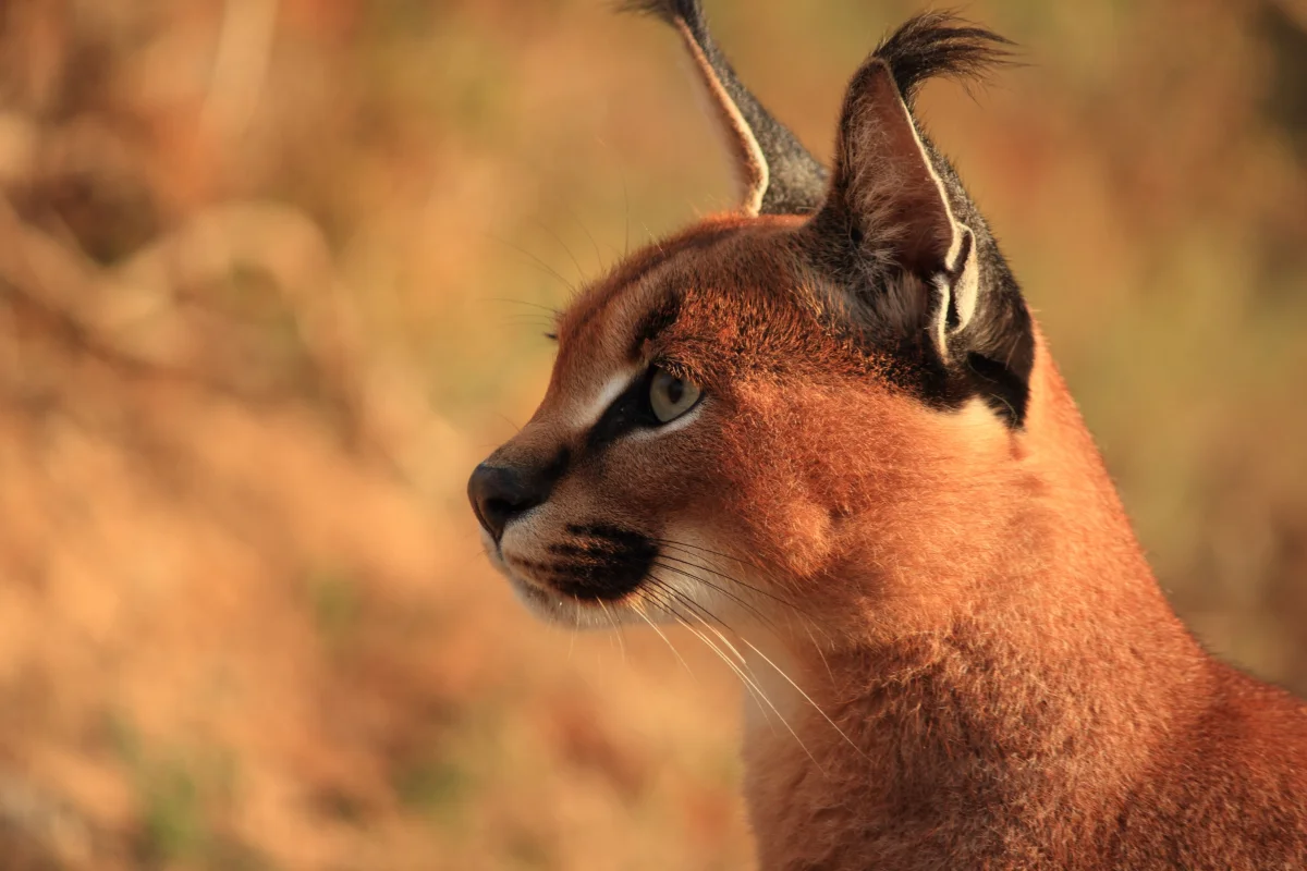caracal, predators, wild animals, fauna, animals