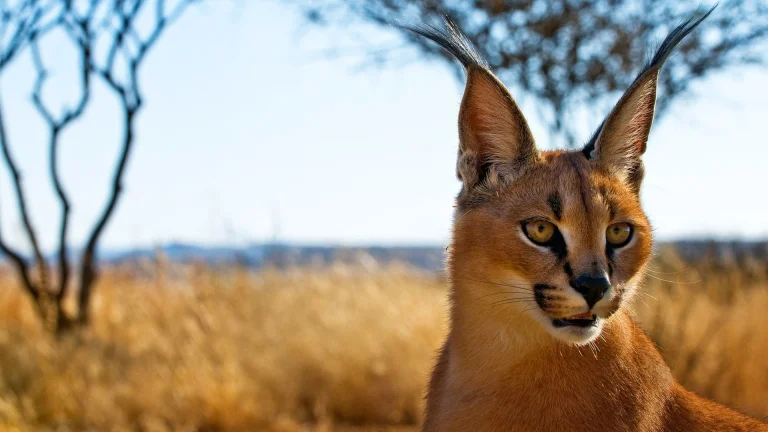 a caracal basking in the sun on the african savanna, caracal, savanna, wild animals, fauna, animals
