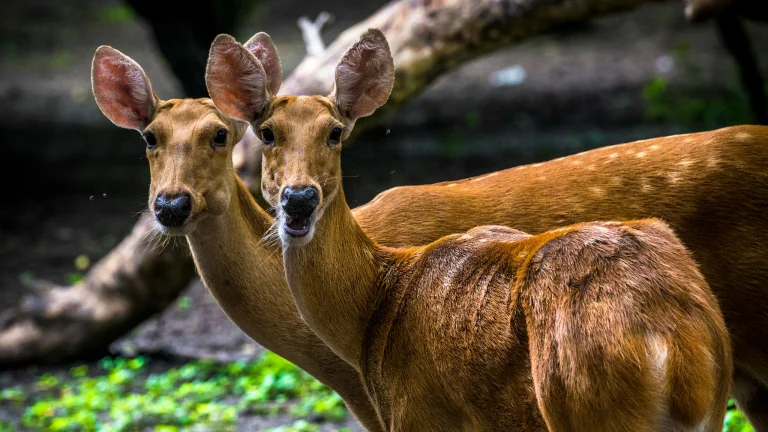 a pair of deer in a shady forest, deer, forest, forests, wild animals, fauna, animals