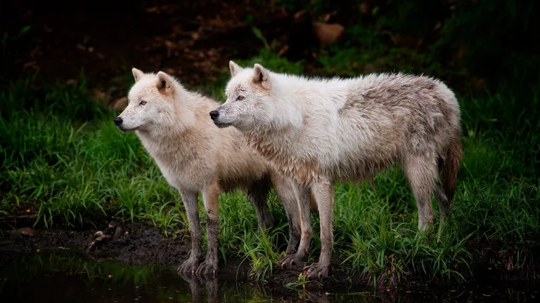 a pair of arctic wolves by a forest pond, polar wolves, herb, herbs, lawns, lakes, bodies of water, predators, wild animals, fauna, wolves, animals