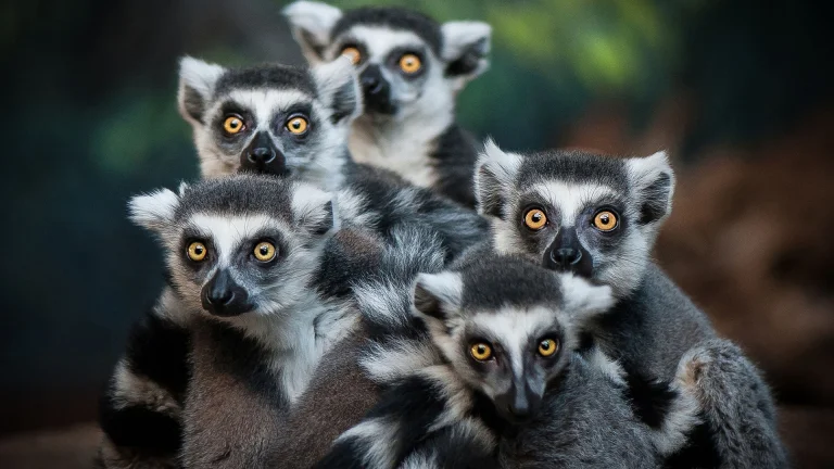 a group of cat lemurs in soft light, cat lemurs, lemurs, wild animals, fauna, animals