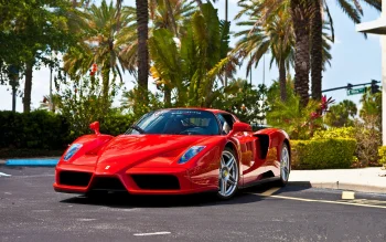 красный ferrari enzo в лучах солнечного дня, ferrari enzo, ferrari, диски, колеса, дороги, пути, трассы, шоссе, магистрали, автострады, проспекты, проезды, лето, машины, автомобили, пальмы, солнце, солнечные лучи, солнечный свет, спорткары, суперкары, гиперкары, феррари, авто