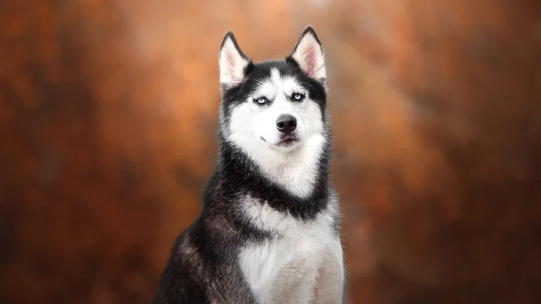 a siberian husky against a warm brown background, dogs, husky, look, views, glance, animals, fauna