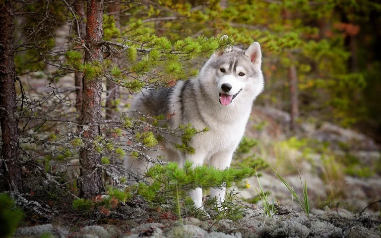 a siberian husky in a coniferous forest, dogs, forest, forests, husky, trees, animals, fauna