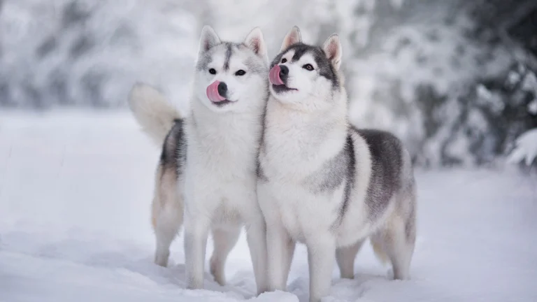 two huskies in a snow-covered forest, dogs, forest, forests, husky, snow, winter, winters, animals, fauna