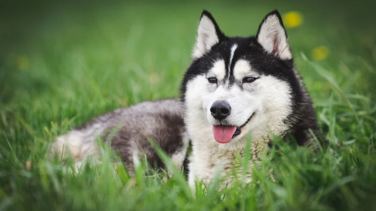 a siberian husky is resting on lush green grass, dogs, herb, herbs, lawns, husky, look, views, glance, animals, fauna