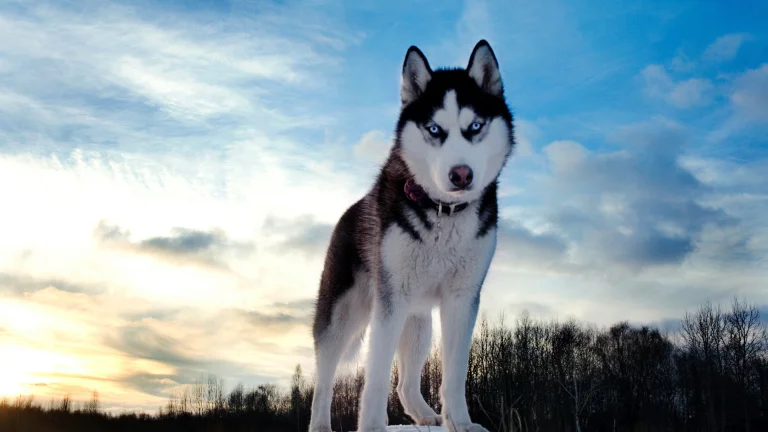a siberian husky with piercing blue eyes, clouds, dogs, forest, forests, husky, look, views, glance, sky, snow, sunsets, sunset, trees, winter, winters, animals, fauna